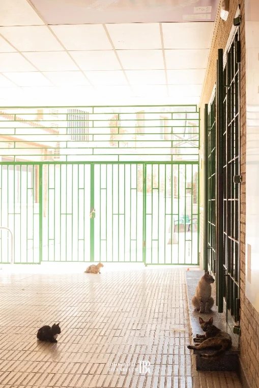 Colonia felina en Huesca — foto 1